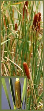 Hybrid & Narrow-leaved Cattail