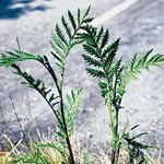 Common Tansy