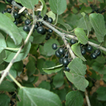 European Buckthorn