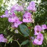 Himalayan Balsam