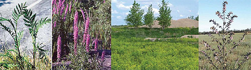 Invasive Species in Manitoba