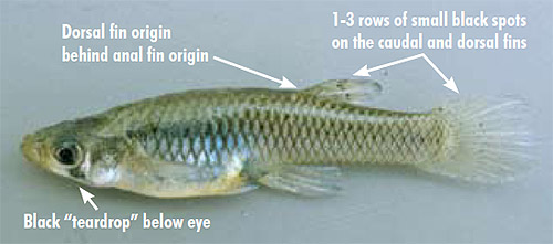 Mosquitofish