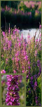 Purple Loosestrife