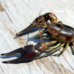Rusty Crayfish