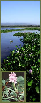 Water Hyacinth