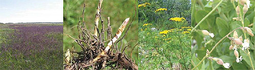Invasive Plants in Manitoba